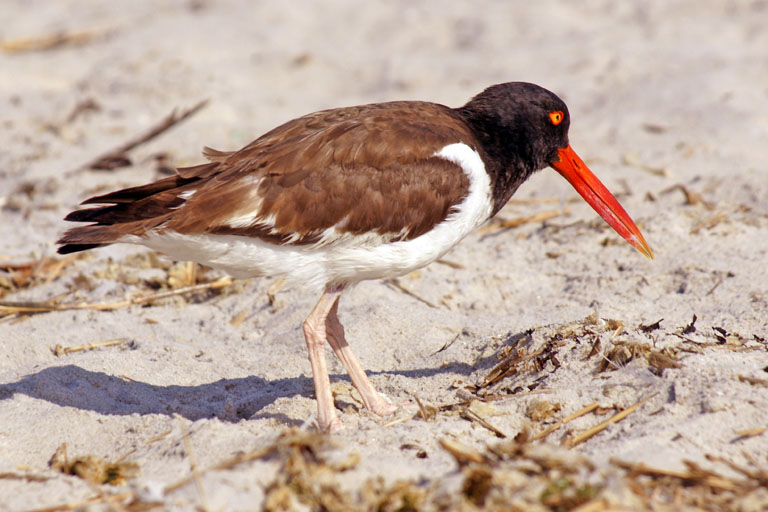 {20110716}birdsnickersonbeach0077copy